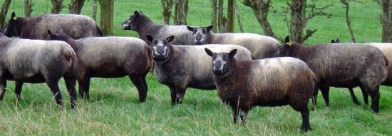 Blue Texel Sheep
