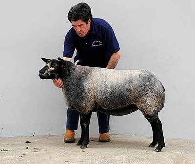 emale & Reserve Supreme Champion shown by David Alexander of the Millside flock, Ayrshire.   Sold for 1,200gns top Dan & Janine Jones of the Jonsland flock, Powys.